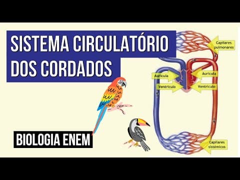 Thumbnail da aula: SISTEMA CIRCULATÓRIO DOS CORDADOS: | Biologia para o Enem | Cláudia de Souza Aguiar