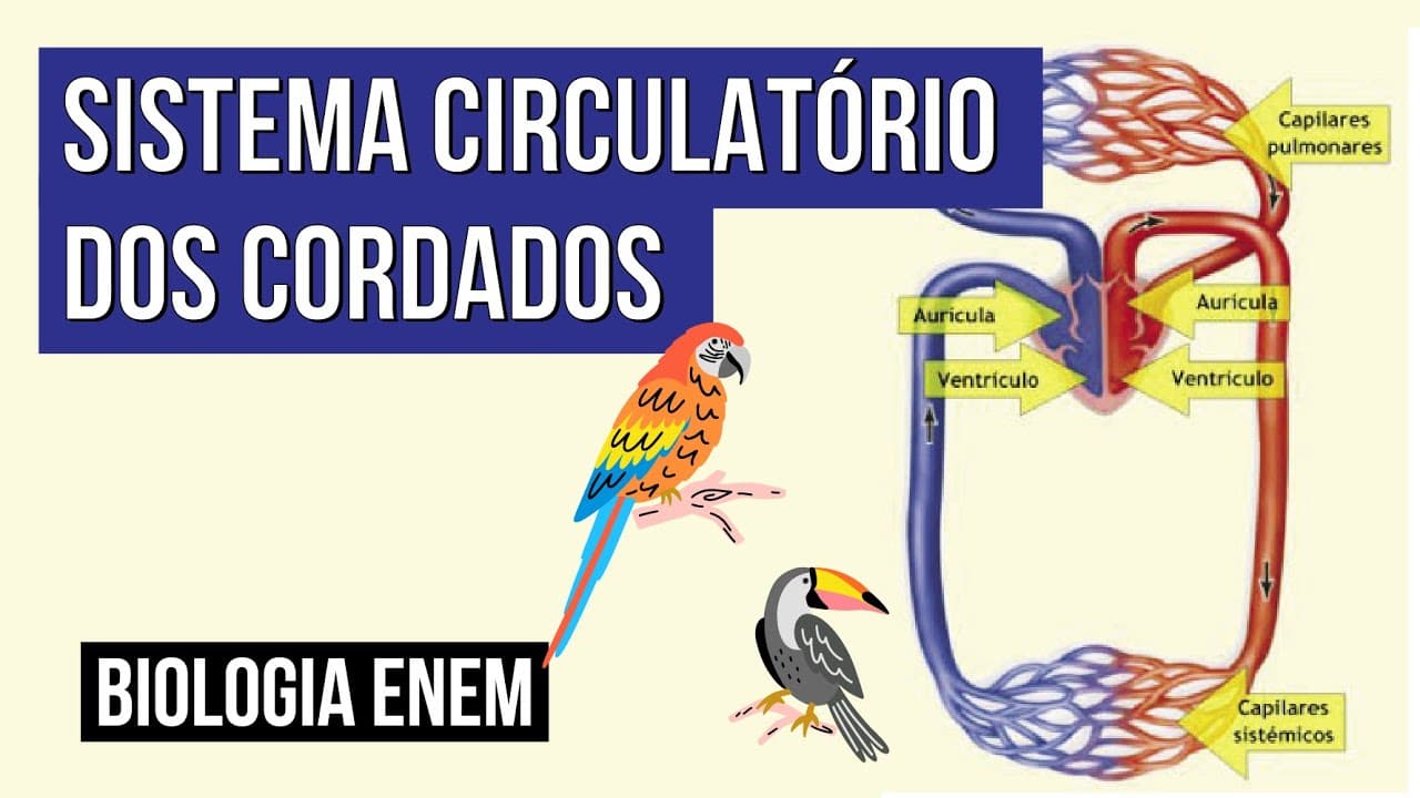 Thumbnail: SISTEMA CIRCULATÓRIO DOS CORDADOS: | Biologia para o Enem | Cláudia de Souza Aguiar