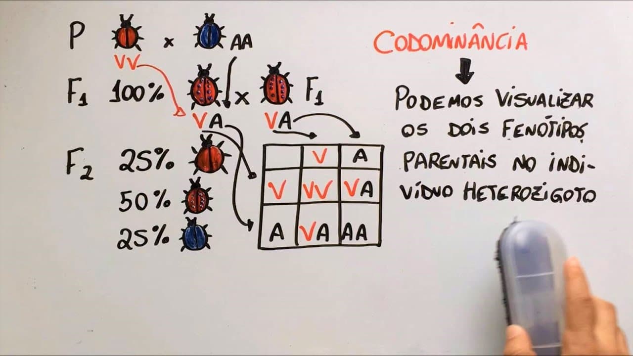 Thumbnail: Ausência de dominância - Genética - Resumo Professor Gustavo