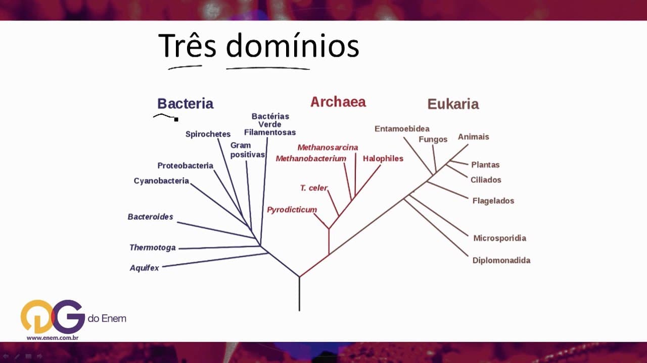 Thumbnail: Biologia: Taxonomia - ENEM