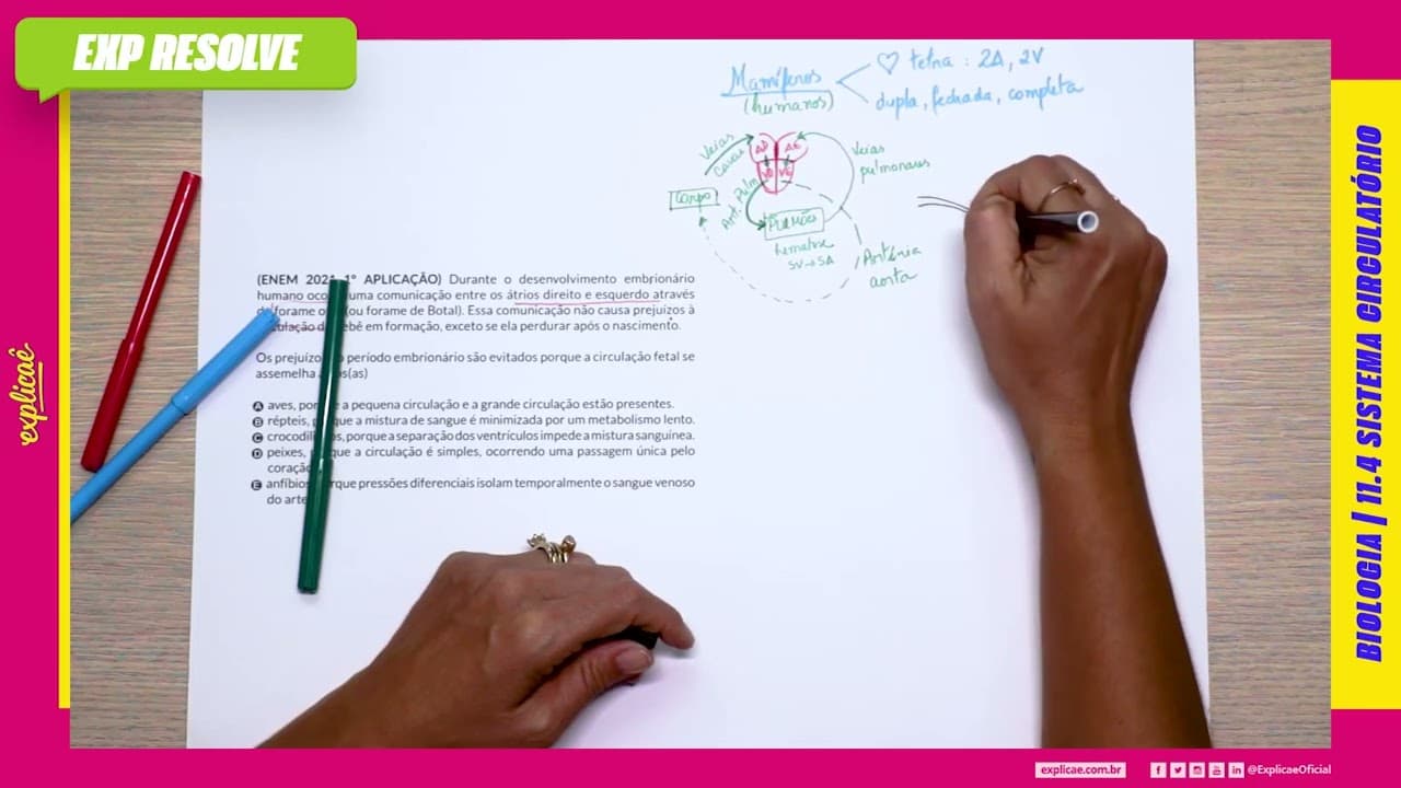 Thumbnail: DURANTE O DESENVOLVIMENTO EMBRIONÁRIO HUMANO OCORRE UMA COMUNICAÇÃO (...) | SISTEMA CIRCULATÓRIO