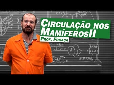 Thumbnail da aula: Biologia - Circulação nos Mamíferos (parte 2)