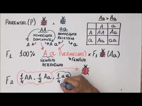 Thumbnail da aula: 1ª Lei de Mendel - Genética - Resumo Professor Gustavo
