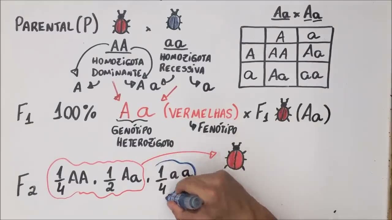 Thumbnail: 1ª Lei de Mendel - Genética - Resumo Professor Gustavo