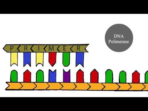 Thumbnail da aula: Sequenciamento de Sanger - PPCC Biologia Molecular UFSC
