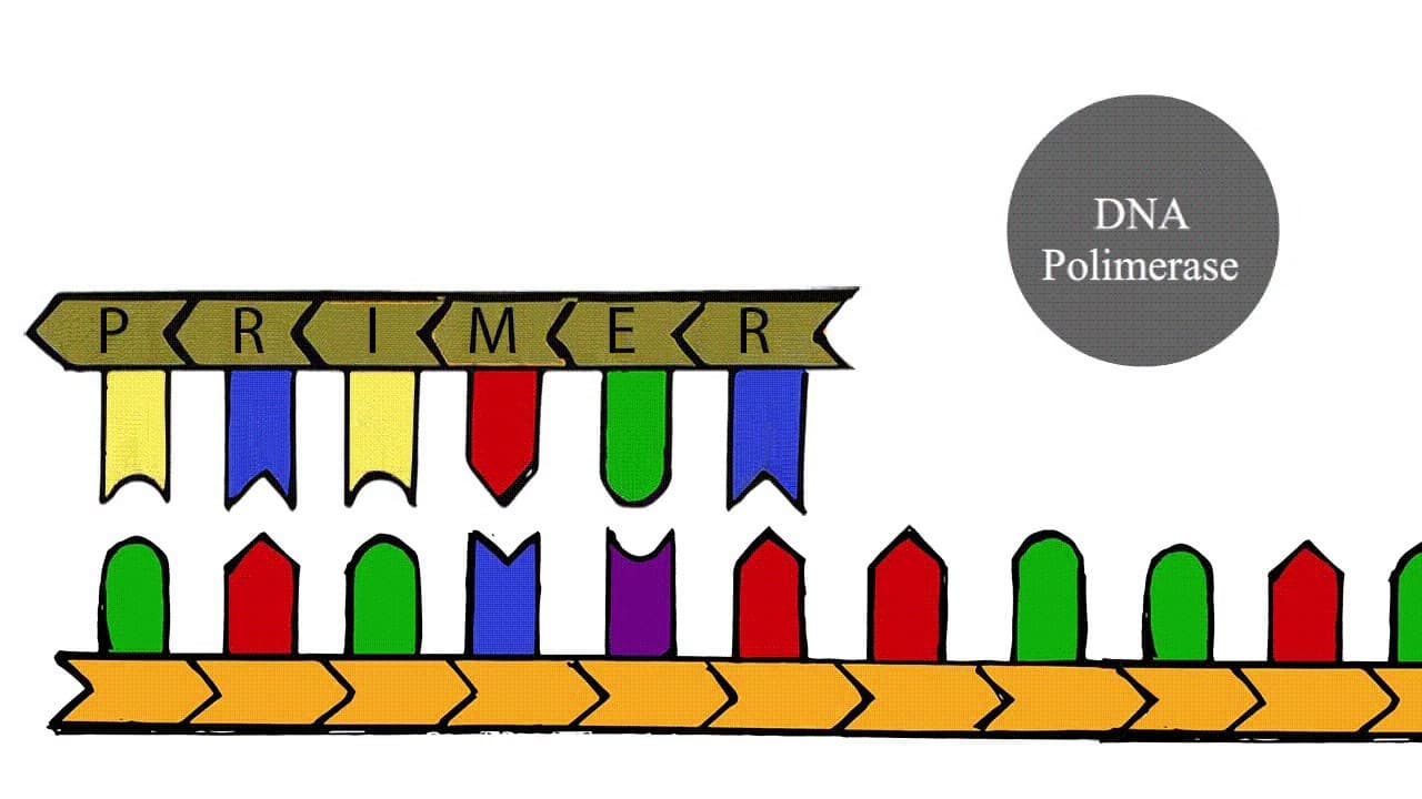 Thumbnail: Sequenciamento de Sanger - PPCC Biologia Molecular UFSC