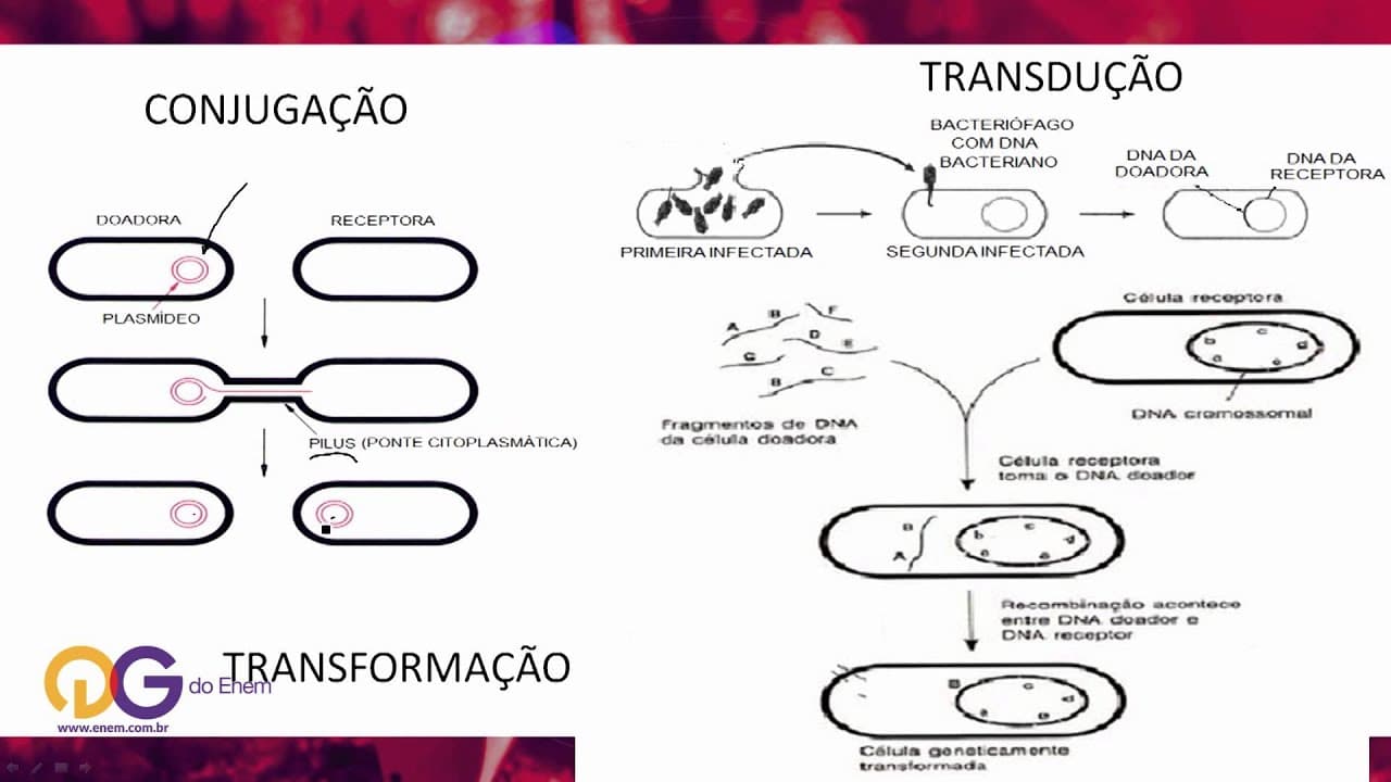 Thumbnail: Biologia - Bactéria - ENEM