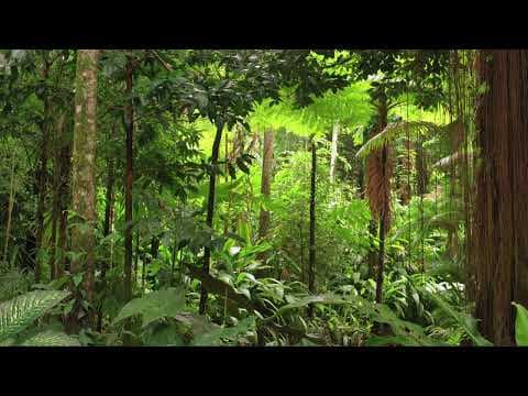 Thumbnail da aula: Introdução à Ecologia - videoaula Enem