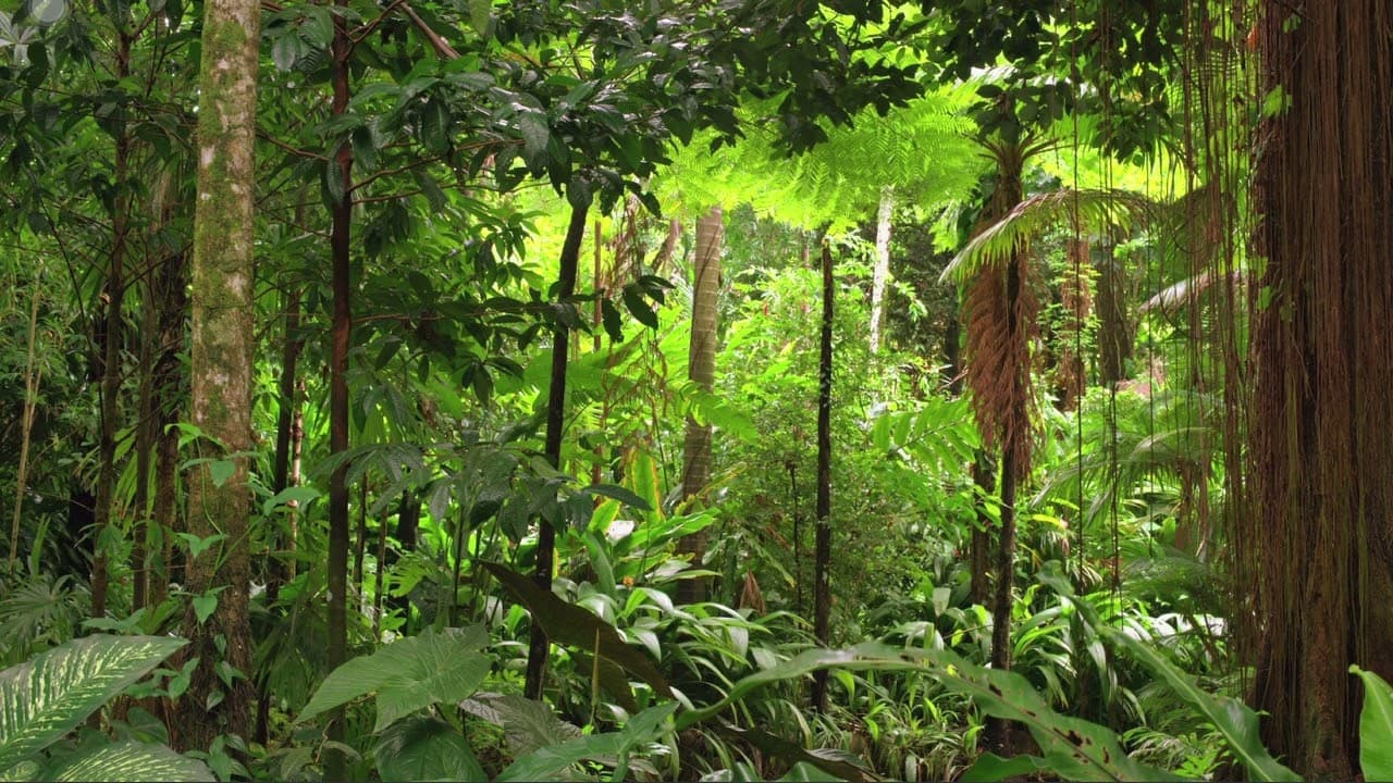 Thumbnail: Introdução à Ecologia - videoaula Enem