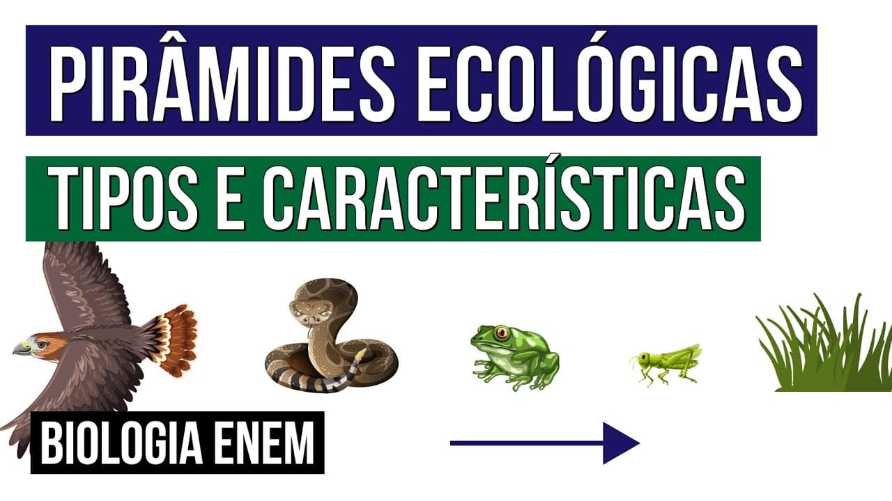Thumbnail: PIRÂMIDES ECOLÓGICAS: tipos e características | Biologia para o Enem | Cláudia de Souza Aguiar