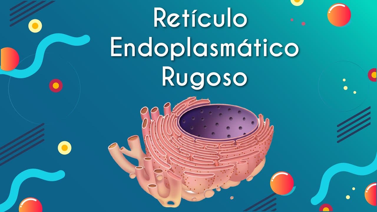 Thumbnail: Retículo Endoplasmático Rugoso - Brasil Escola