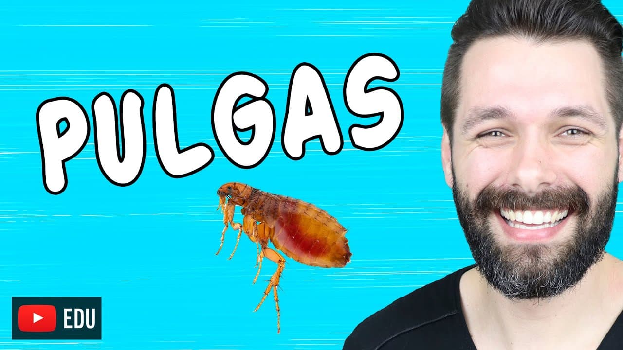 Thumbnail: PULGAS - Ctenocephalides spp - PARASITOLOGIA | Biologia com Samuel Cunha