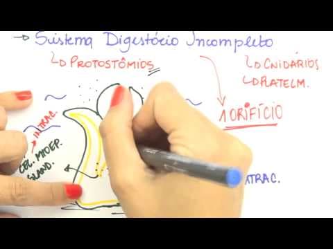 Thumbnail da aula: Me Salva! Extensivo de Biologia - FHA02 - Sistema Digestório Incompleto e Completo - Protostômios