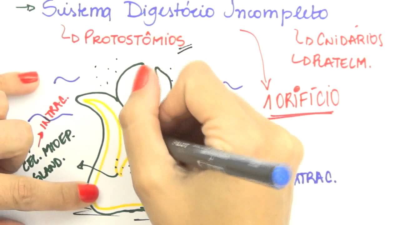 Thumbnail: Me Salva! Extensivo de Biologia - FHA02 - Sistema Digestório Incompleto e Completo - Protostômios
