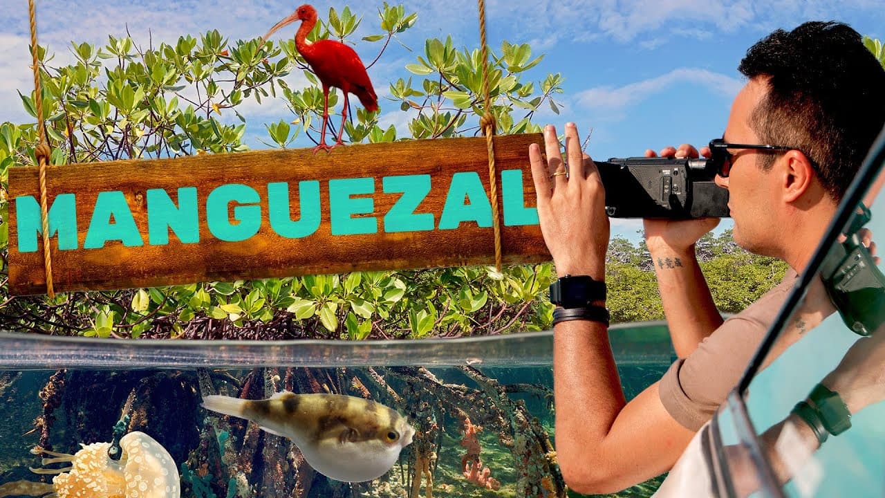 Thumbnail: Manguezal | Biomas do Brasil | Ep.15