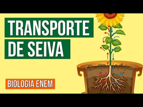 Thumbnail da aula: TRANSPORTE DE SEIVA BRUTA E ELABORADA NAS PLANTAS | Resumo de Biologia para o Enem
