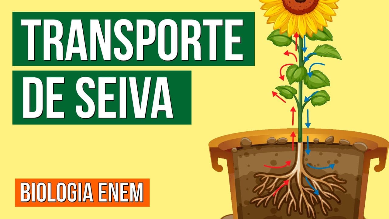 Thumbnail: TRANSPORTE DE SEIVA BRUTA E ELABORADA NAS PLANTAS | Resumo de Biologia para o Enem
