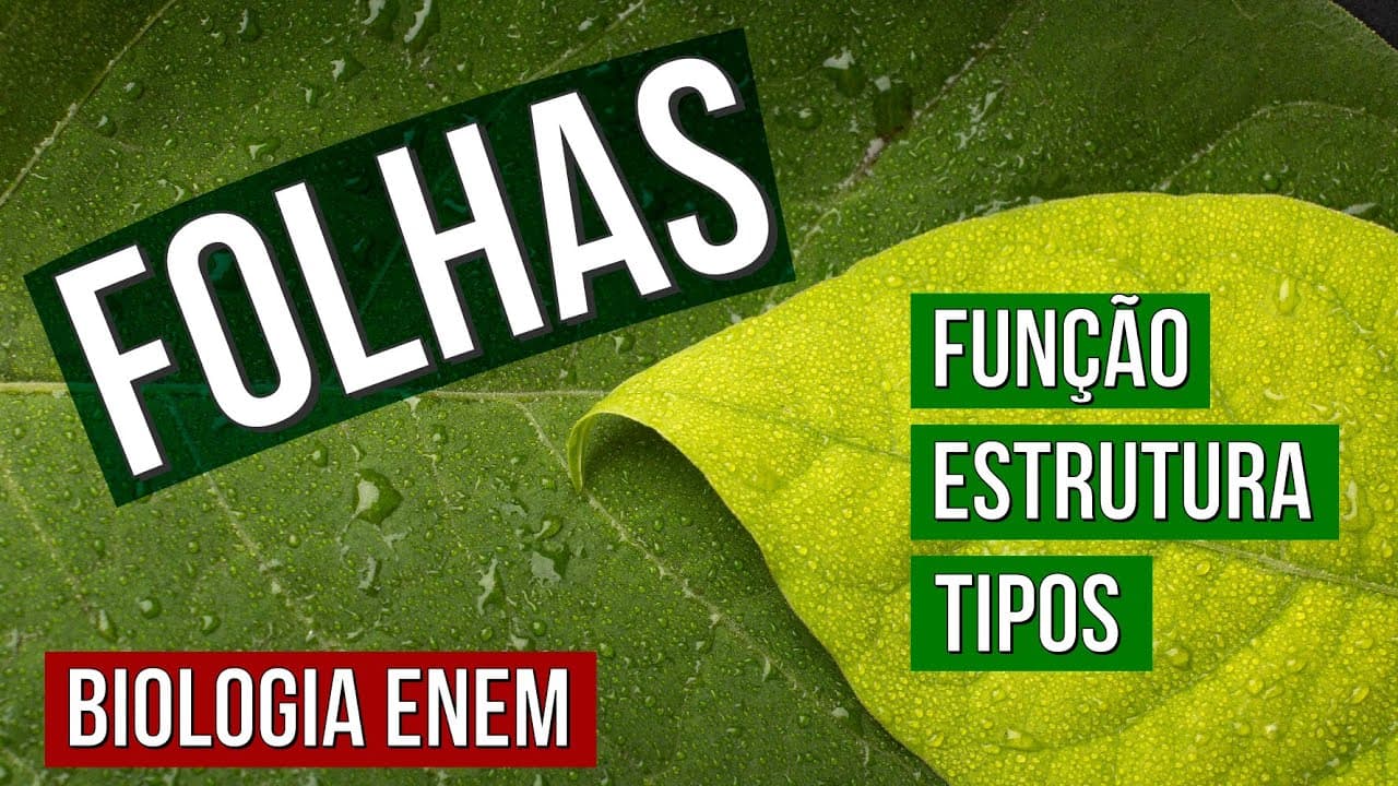 Thumbnail: AS FOLHAS: função, estrutura e tipos | RESUMO DE BOTÂNICA. É biologia no Enem. Profe Claudia Aguiar