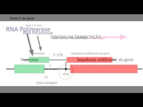 Thumbnail da aula: GENÉTICA 1 -Transcrição em Procariotos - UFMG BIOLOGIA 1/2012versão final