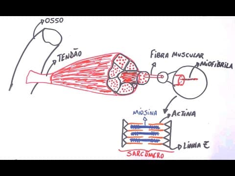 Thumbnail da aula: Contração Muscular - Resumo Professor Gustavo Schmidt