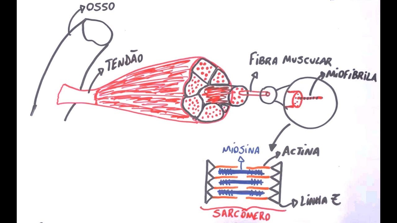 Thumbnail: Contração Muscular - Resumo Professor Gustavo Schmidt
