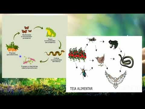 Thumbnail da aula: Resolução de exercícios de biologia-ENEM