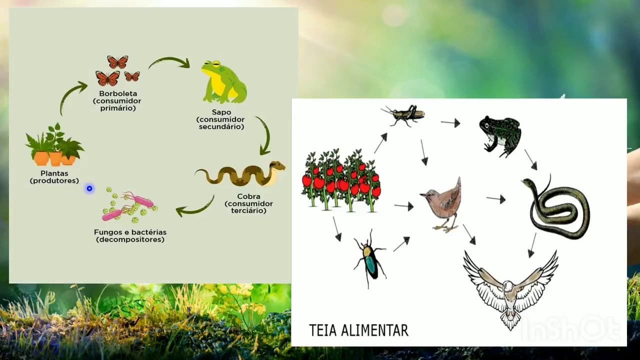 Thumbnail: Resolução de exercícios de biologia-ENEM