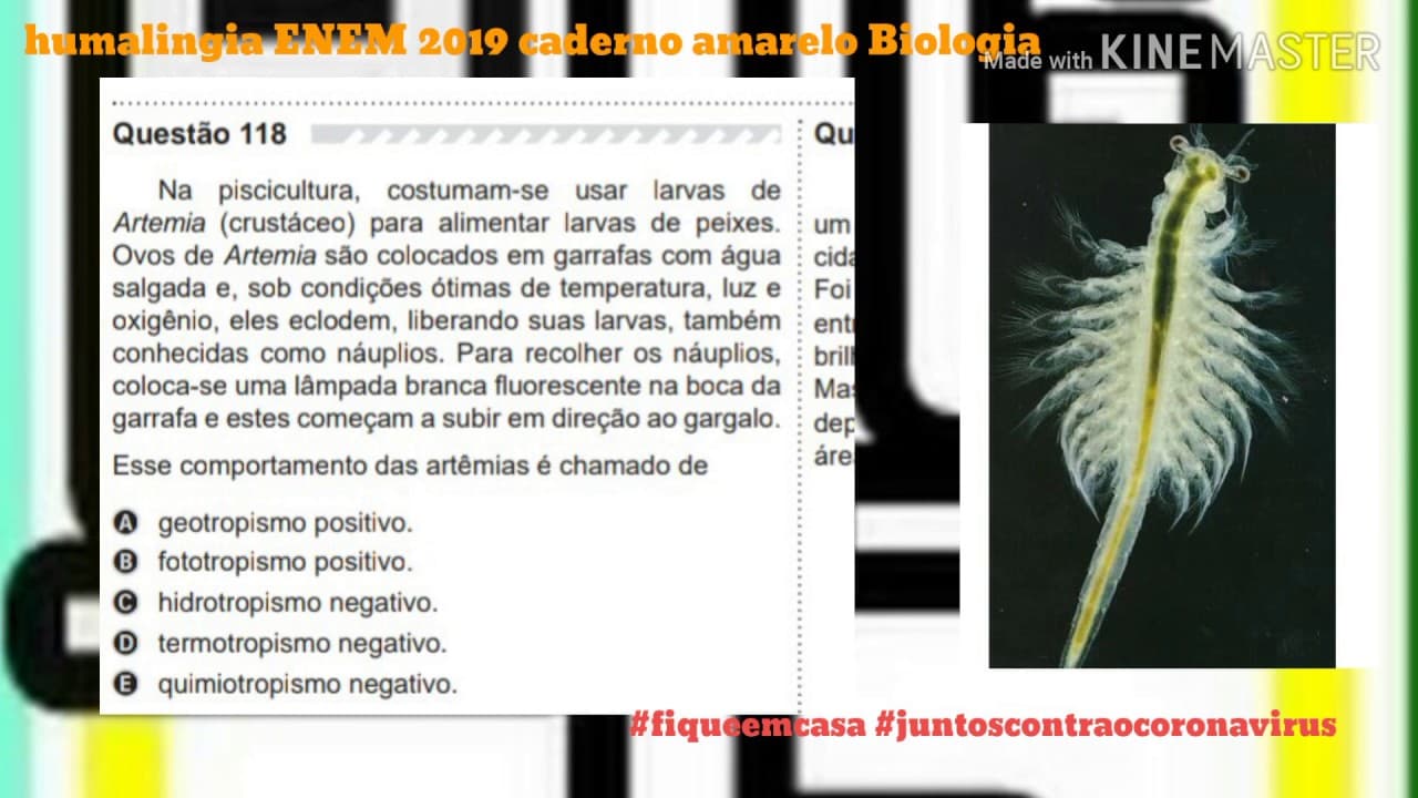 Thumbnail: Questão 118 biologia caderno amarelo ENEM 2019 bioambiental
