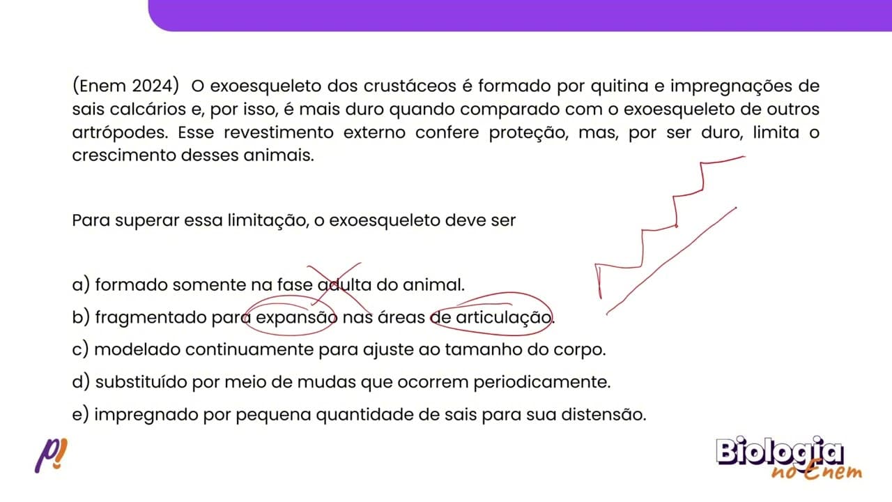 Thumbnail: ENEM 2024 - ZOOLOGIA II | O exoesqueleto dos crustáceos é formado por quitina e impregnações...