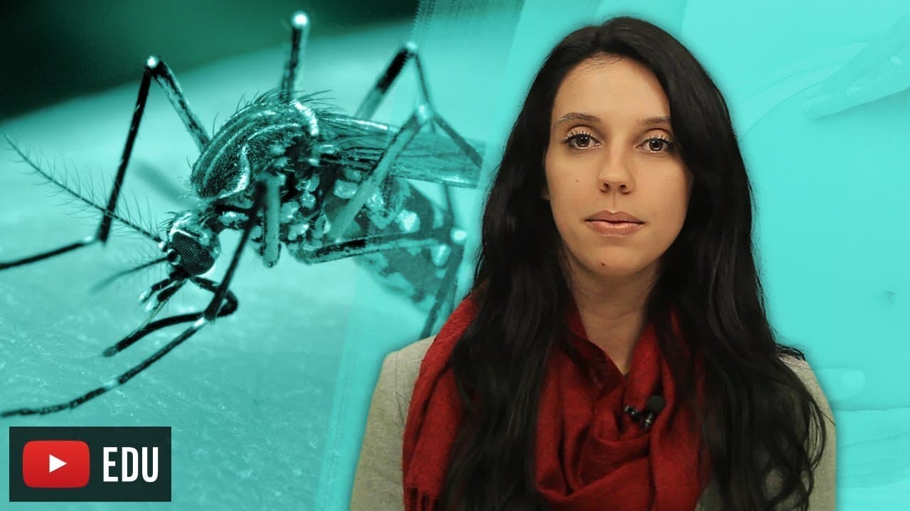 Thumbnail: Zika Vírus