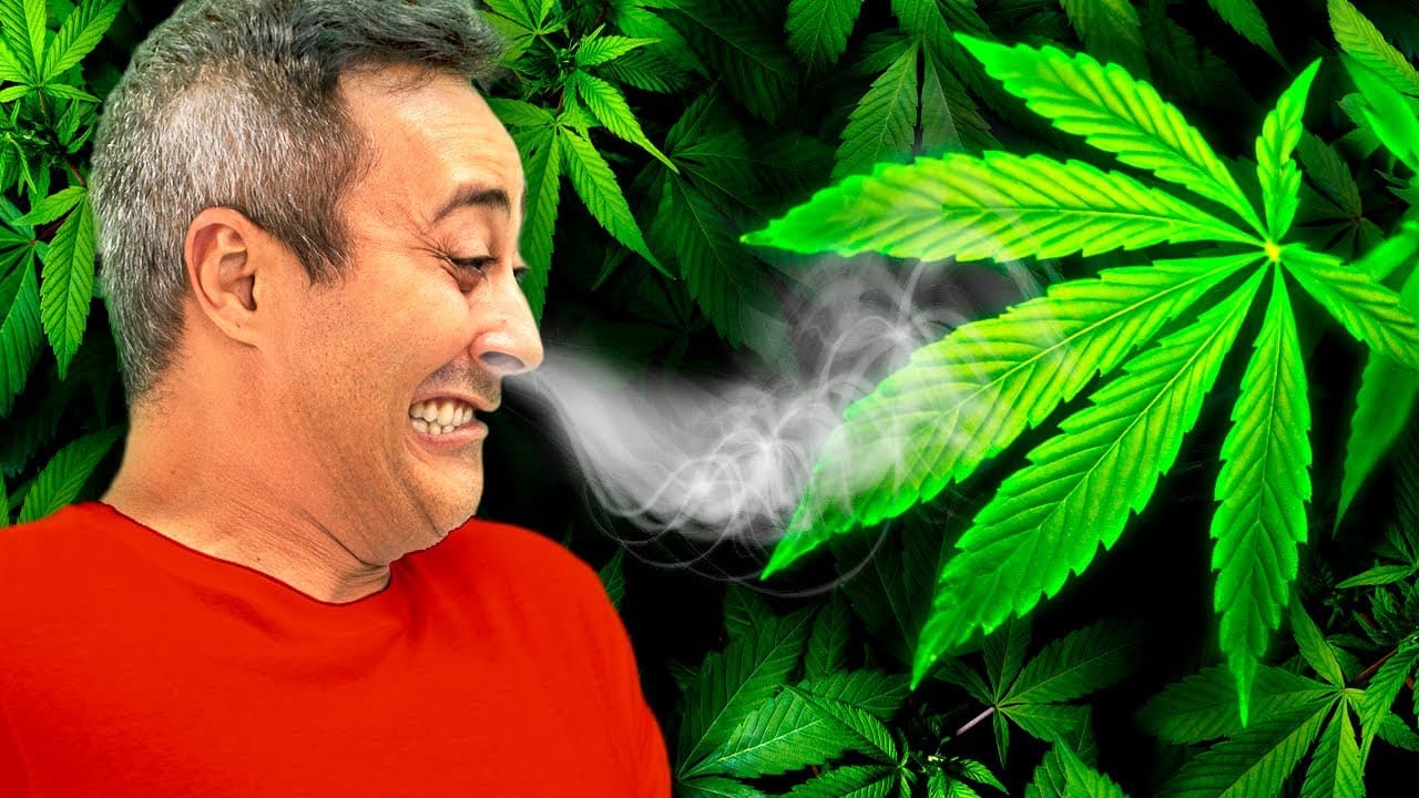 Thumbnail: Por que a MACONHA tem um CHEIRO tão FORTE?