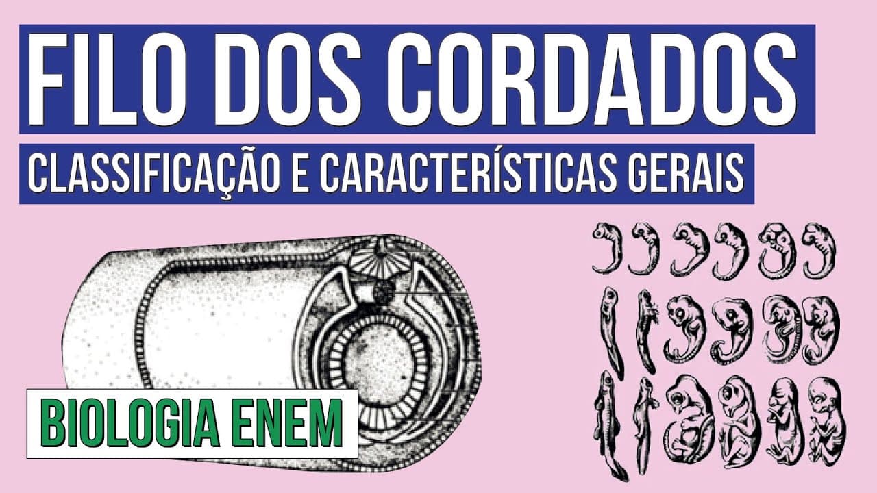 Thumbnail: FILO DOS CORDADOS: classificação e características gerais | Biologia para o Enem | Cláudia Aguiar