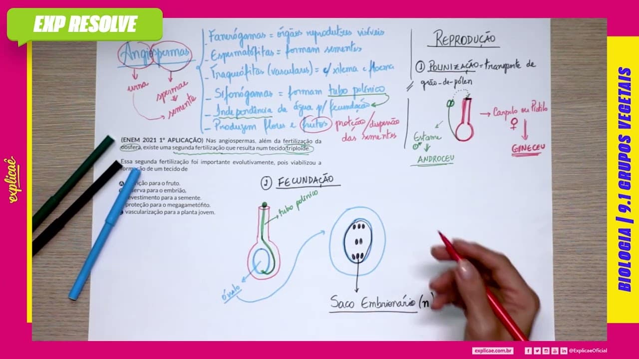 Thumbnail: NAS ANGIOSPERMAS, ALÉM DA FERTILIZAÇÃO DA OOSFERA, EXISTE UMA SEGUNDA(...) | GRUPOS VEGETAIS