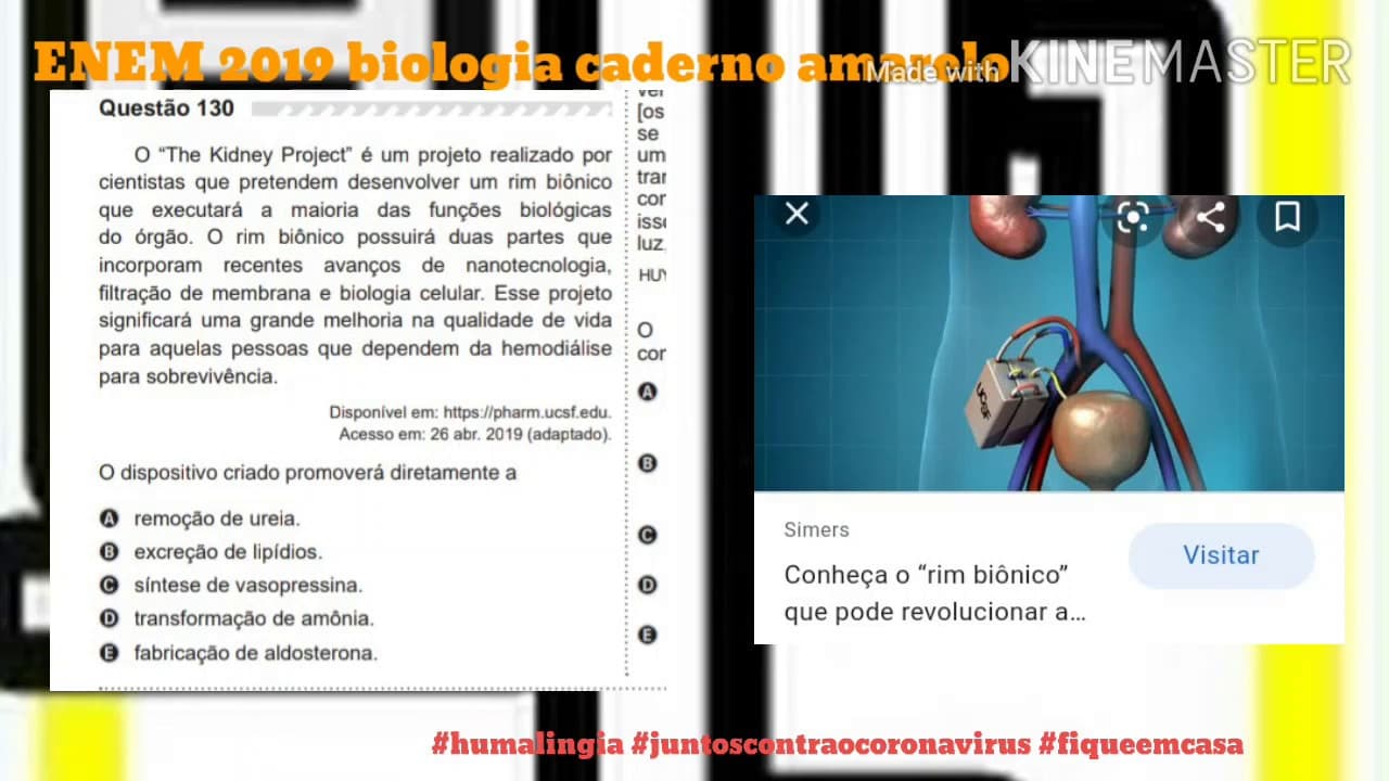 Thumbnail: Questão 130 ENEM 2019 biologia caderno amarelo
