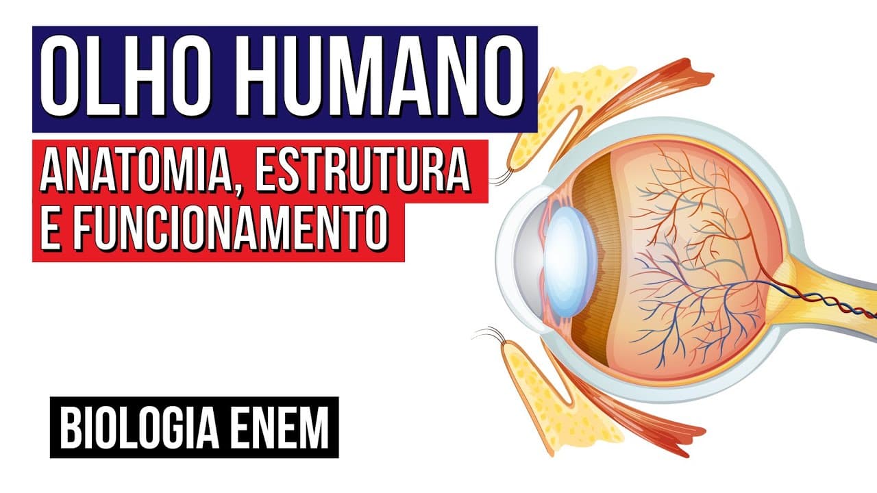 Thumbnail: OLHO HUMANO: anatomia, estrutura e funcionamento | Biologia para o Enem | Cláudia de Souza Aguiar