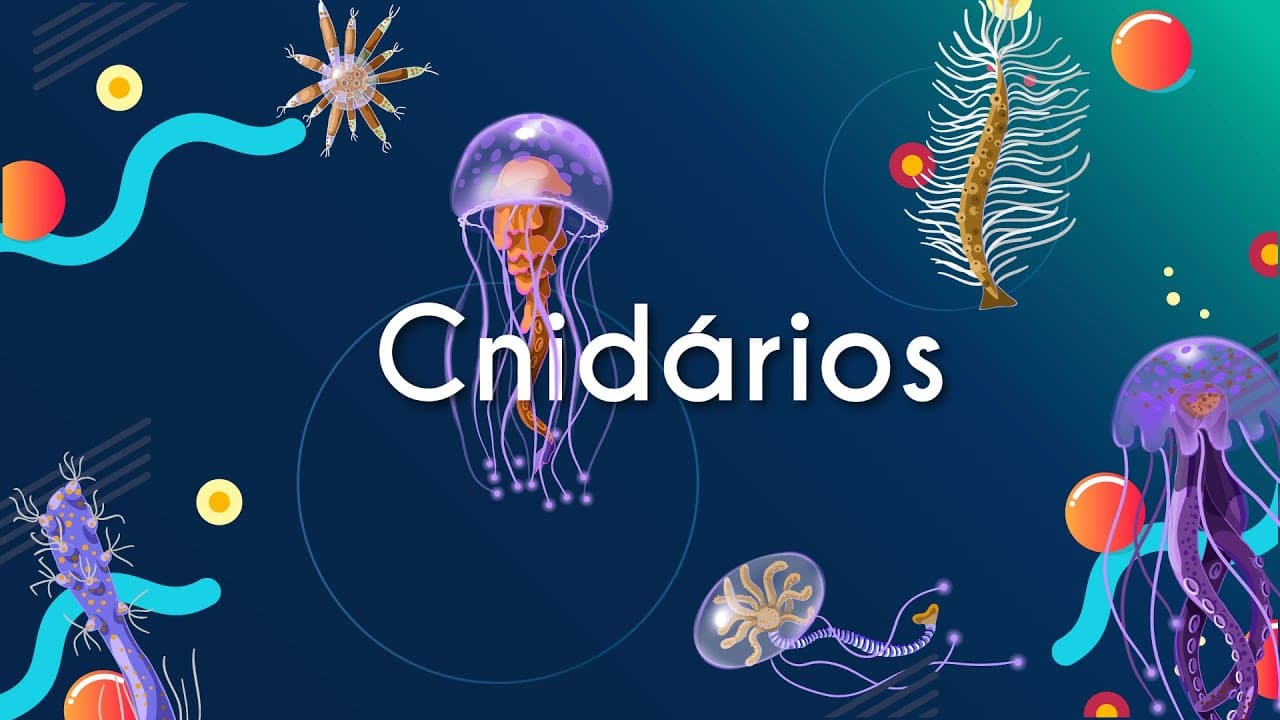 Thumbnail: Cnidários - Brasil Escola