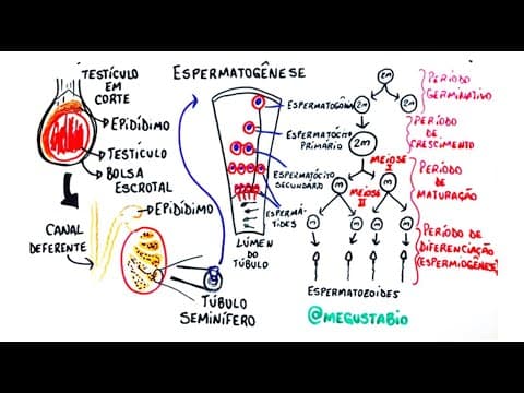 Thumbnail da aula: Gametogênese masculina - Resumo Professor Gustavo Schmidt
