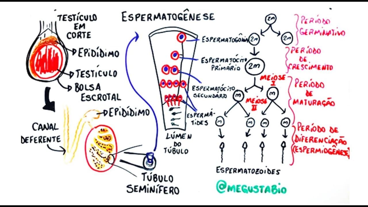 Thumbnail: Gametogênese masculina - Resumo Professor Gustavo Schmidt