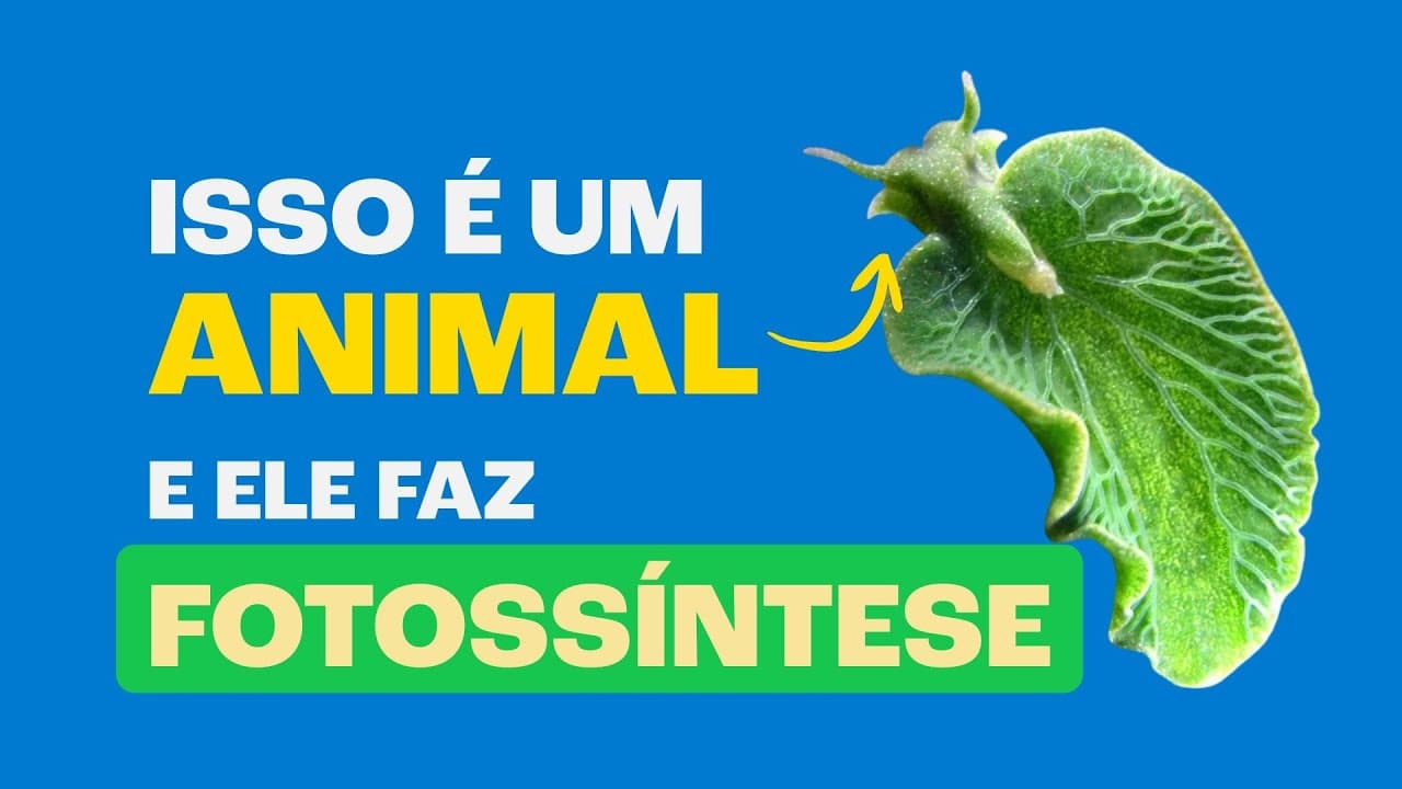 Thumbnail: Os Misteriosos Animais que Fazem FOTOSSÍNTESE