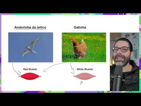 Thumbnail da aula: FIBRAS MUSCULARES VERMELHAS (Contração lenta) E BRANCAS (Contração rápida)