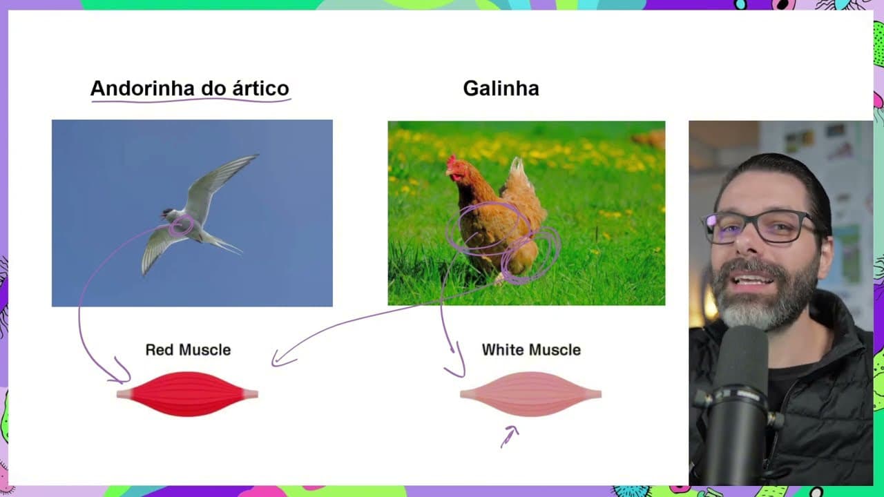 Thumbnail: FIBRAS MUSCULARES VERMELHAS (Contração lenta) E BRANCAS (Contração rápida)