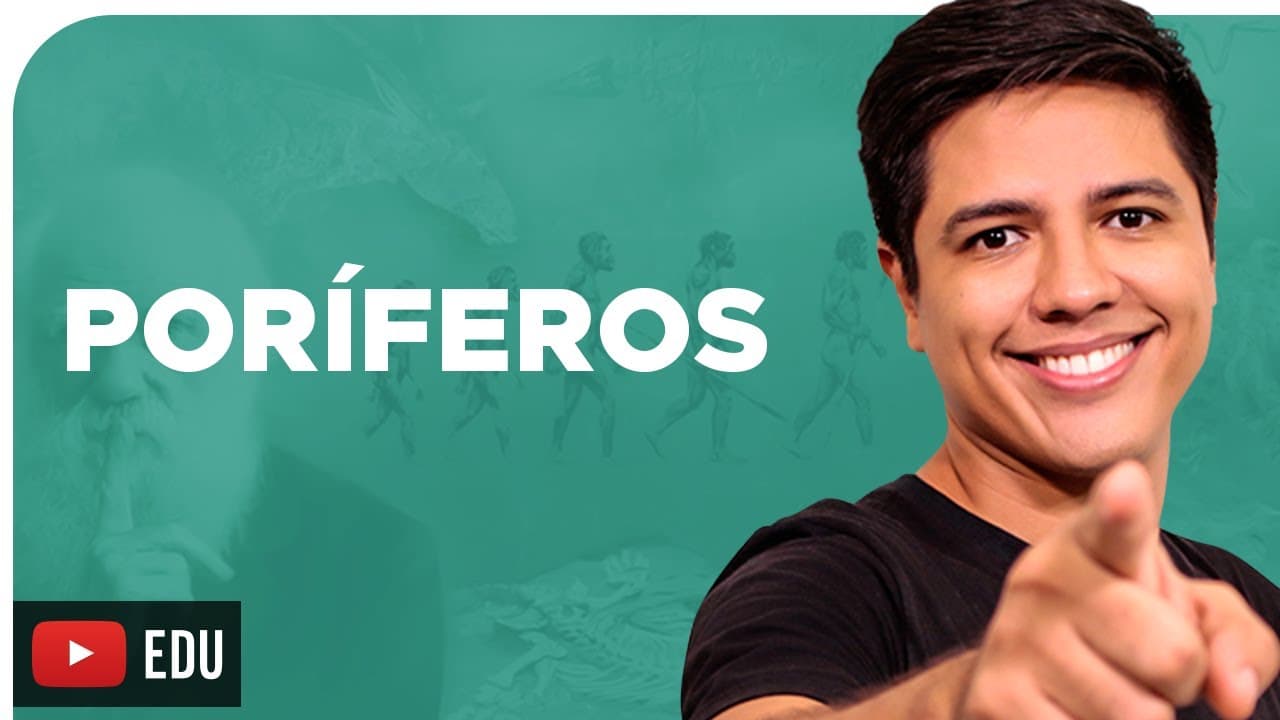 Thumbnail: PORÍFEROS - ZOOLOGIA - REINO ANIMALIA - Prof. Kennedy Ramos