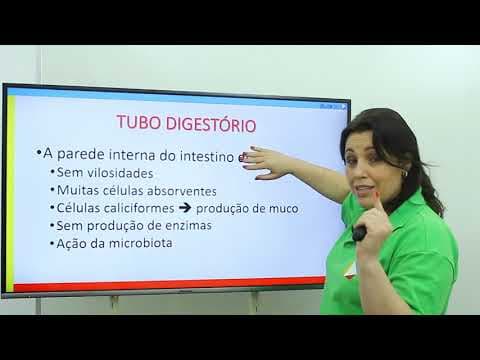 Thumbnail da aula: Biologia - Sistema Digestório: Jejuno, Íleo e Intestino Grosso