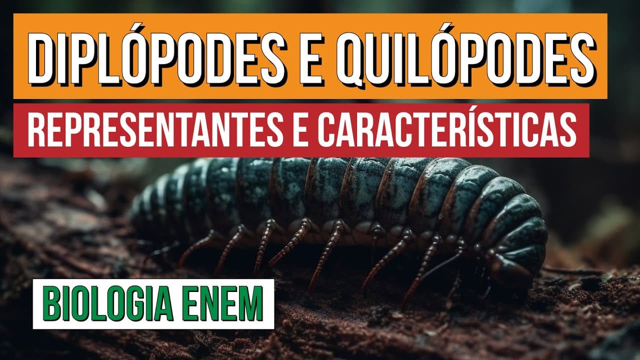 Thumbnail: DIPLÓPODES E QUILÓPODES: representantes e características | Biologia para o Enem | Cláudia Aguiar