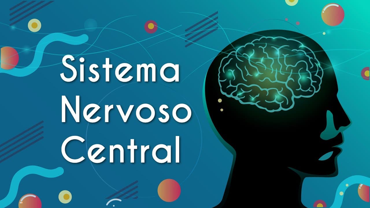 Thumbnail: Sistema Nervoso Central - Brasil Escola