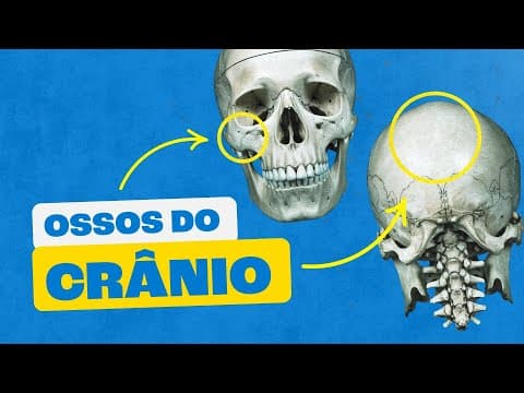 Thumbnail da aula: Ossos do Crânio Humano: Os Ossos da Cabeça (Sistema Esquelético)