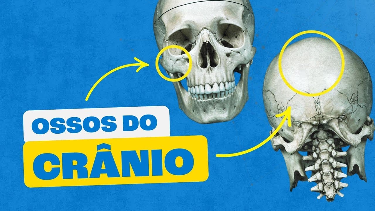 Thumbnail: Ossos do Crânio Humano: Os Ossos da Cabeça (Sistema Esquelético)