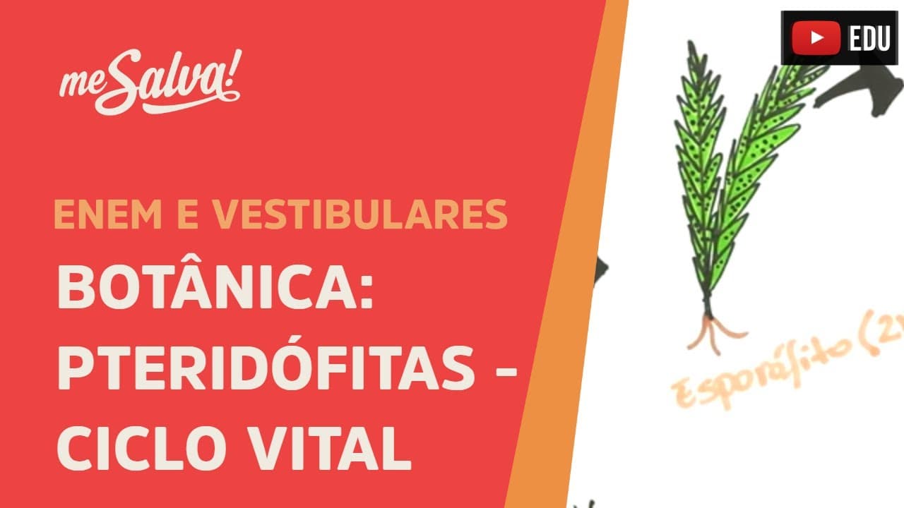 Thumbnail: Me Salva! BOT06 - Botânica - Pteridófitas: ciclo vital