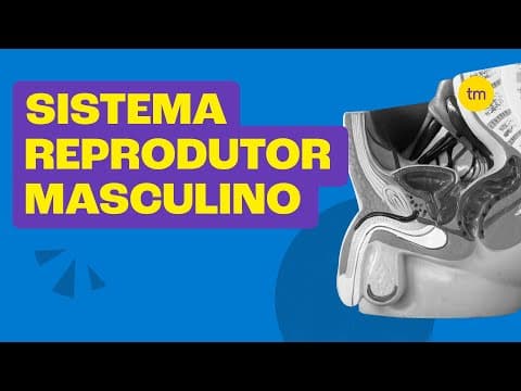 Thumbnail da aula: SISTEMA REPRODUTOR MASCULINO | Resumo Toda Matéria