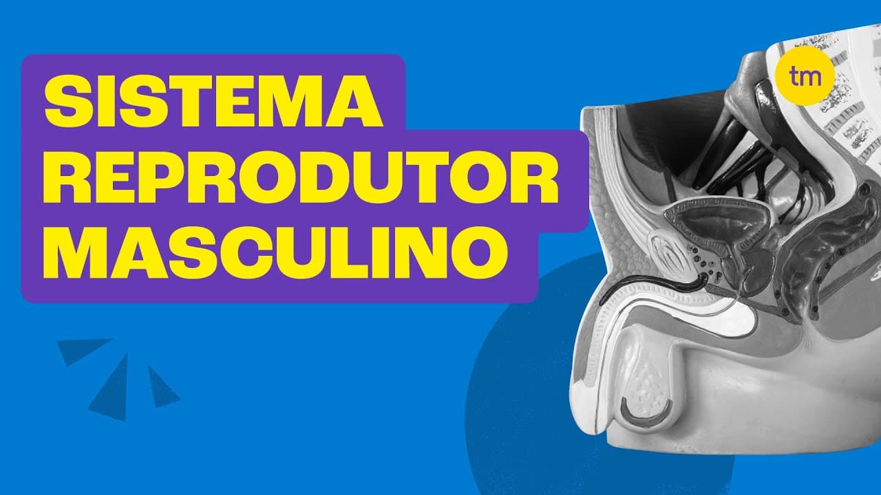 Thumbnail: SISTEMA REPRODUTOR MASCULINO | Resumo Toda Matéria